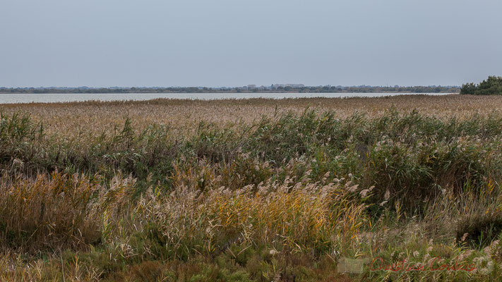 L'étang de Scamandre fait partie du site Natura 2000 Camargue gardoise fluvio-lacustre.