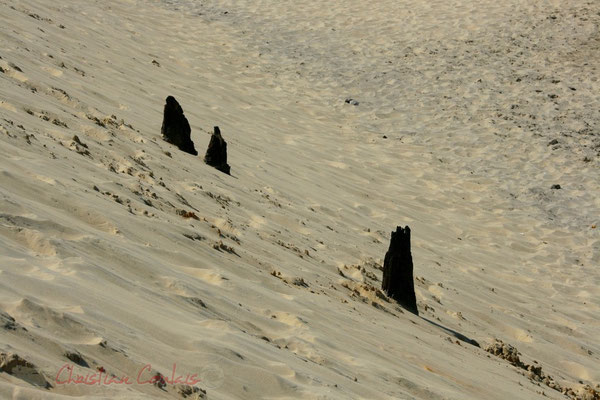 Il aura fallu 4 000 ans à la dune du Pilat pour apparaître. Espace naturel sensible, la Teste-de-Buch