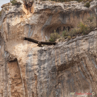 Vautour fauve, gorges de Lumbier, Navarre / Buitre leonado, Foz de Lumbier, Navarra