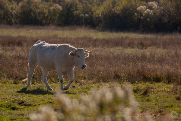 Fin de journée, vache rentrant à l'étable. Domaine de Graveyron, Audenge, espace naturel sensible de Gironde