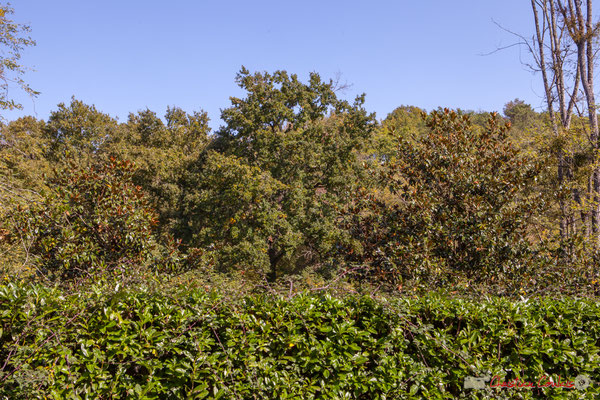C'est dommageable que les essences d'arbres (ici 2 magnolias) plantées par les riverains, ne soient pas en adéquation avec leur environnement. Avenue du bois du moulin, Cénac, Gironde. 16/10/2017