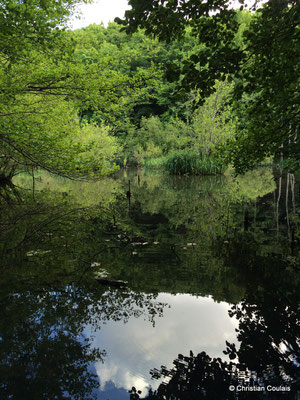 Le bayou de la Pimpine, face à l'étang des Sources. Latresne, Gironde