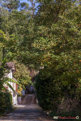 Allée Petit-Mâçon, Cénac, Gironde. 16/10/2017