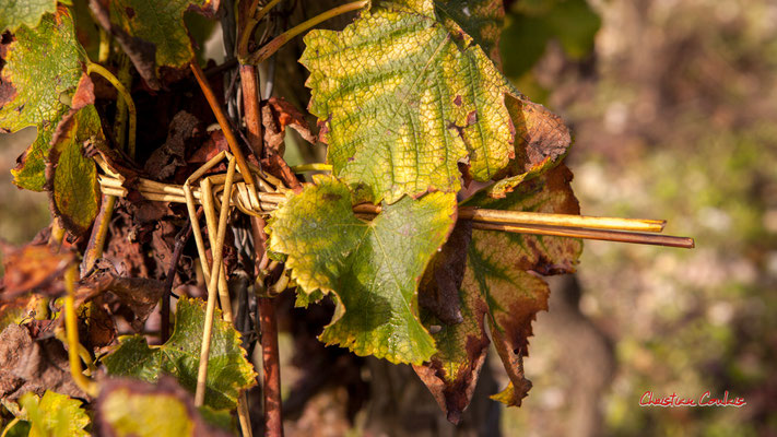Attache traditionnelle en saule; Vignoble du Sauternais, Château d'Yquem, Sauternes. Samedi 10 octobre 2020. Photographie © Christian Coulais
