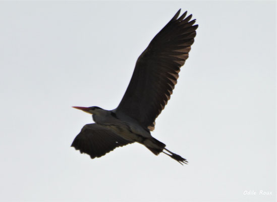 Héron cendré. Réserve ornithologique du Teich. Photographie Odile Roux. Samedi 16 mars 2019