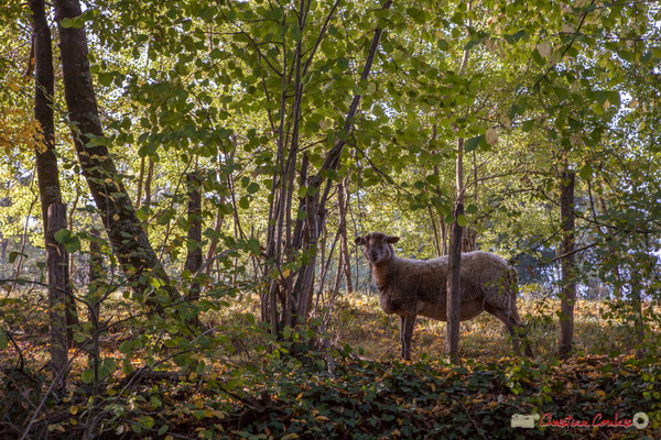Mouton sur les pâturages du Château de Roquebrune. Avenue de Roquebrune, Cénac, Gironde. 16/10/2017
