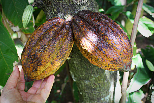 Cabosses sur l'arbre