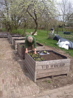 Het poten van de sla-plantjes.