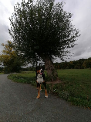 Mats vor dem Struwwelpeterbaum auf der Schwanheimer Wiese