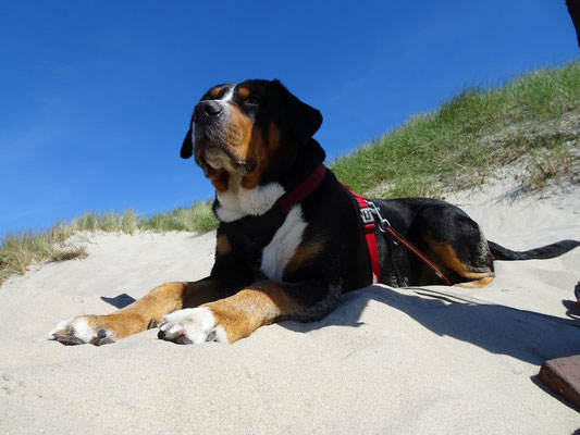 Am Hundestrand auf Baltrum