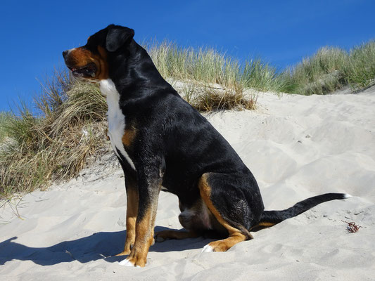 Am Hundestrand auf Baltrum