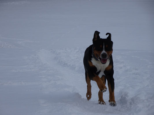 Mats fühlt sich im Schnee sichtlich wohl!!!