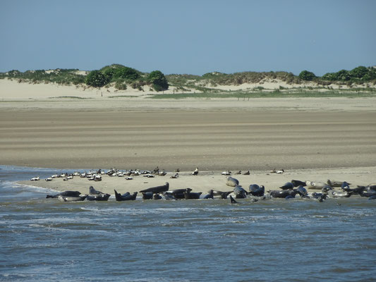 Seehundbank auf Norderney