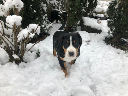 Fräulein Clara im Schnee