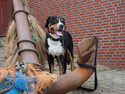 Mats im Hafen von Neuharlingersiel