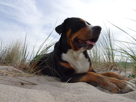 Am Hundestrand in Schillig