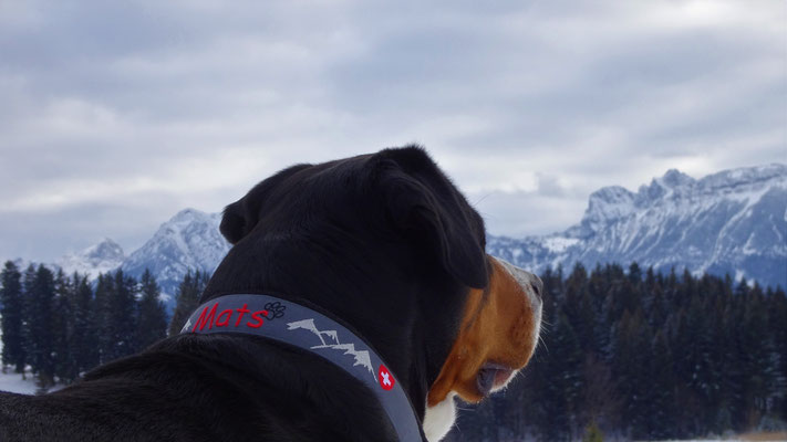 Mats blickt in die Ferne und genießt das Panorama.... mit neuem Halsband von der "Linofaktur"