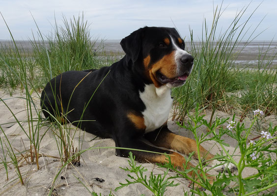 Am Hundestrand in Schillig