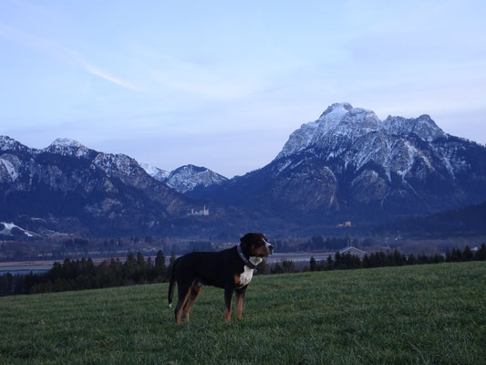 Dämmerung auf unserer Hauswiese