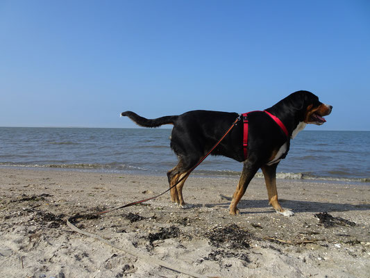 Am Hundestrand in Schillig