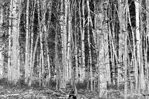 Jutta Pötz_Im Wald