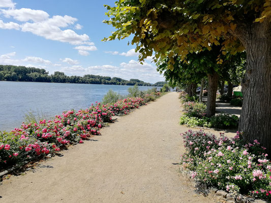 Kornelia De Kuthy - Rheinpromenade von Walluf