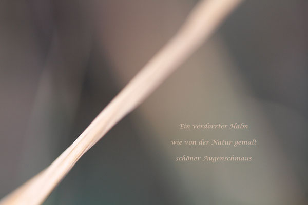 Karin Steffens_Haiku