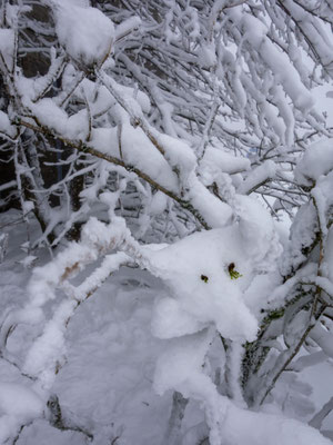 Hubert Schwarte_Schneehund