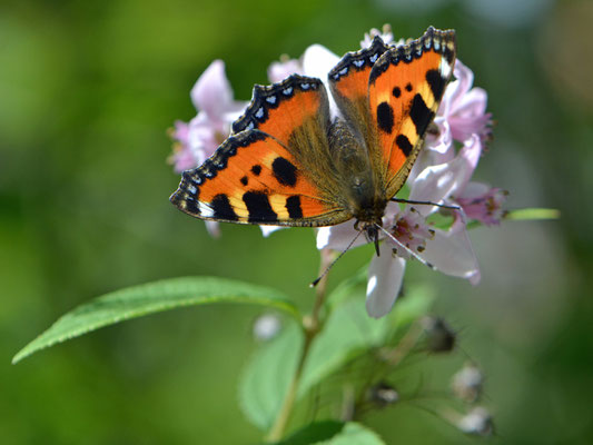 Sylvia Busch_Kleiner Fuchs