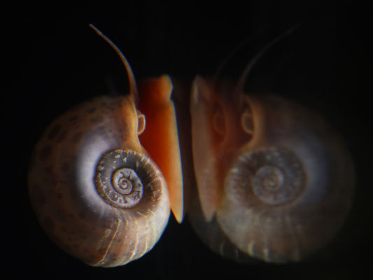 Martin Riemer - Spieglein Spieglein am Beckenrand wer ist die schönste Posthornschnecke im Schneckenland