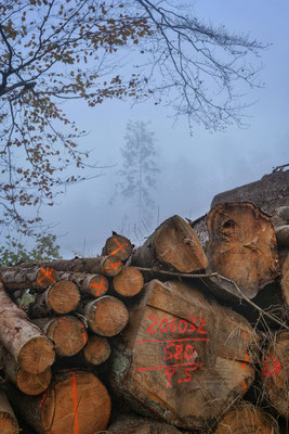Georg Sulkowski - Herbststimmung