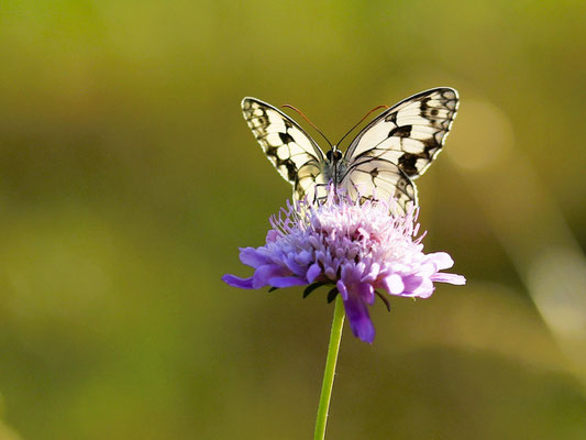 Claudia Kleinbeck - Schachbrettschmetterling