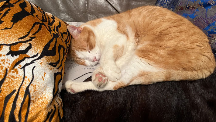 Jutta Kraft - Katze sucht Nachbarschaft zum Tigerkissen