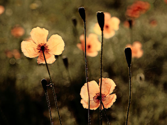 Claudia Kleinbeck - Mohnblumen im Gegenlicht