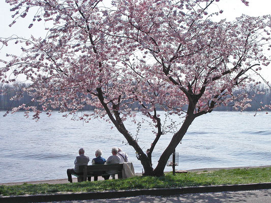 Konni De Kuthy_Frühling läßt sein blaues Band...