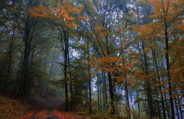 Sylvia Busch - Herbstspaziergang
