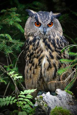 Sylvia Busch - Schau mir in die Augen