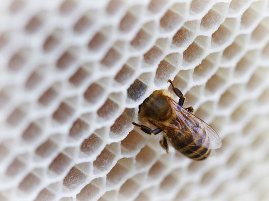 Karin Steffens - Fleißiges Bienchen