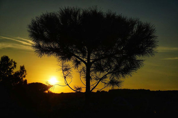 Anke Krampe - Sonnenuntergang