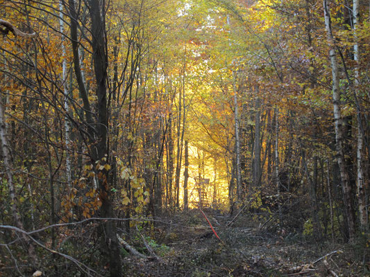 Jutta Poetz_ Herbst Gold