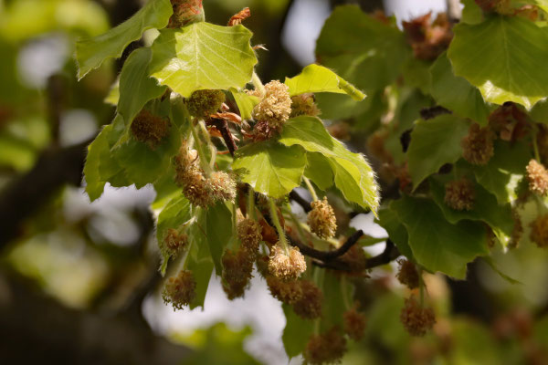Kurt Eberhardt - Buchenblüten im Frühling-Bucheckern im Herbst