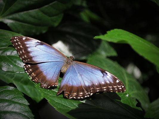 Karin Steffens_Blauer Morphonfalter (2)