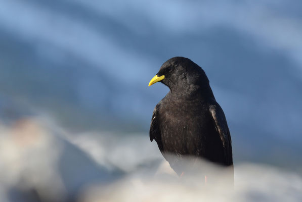 Chocard à bec jaune (Pyrrhocorax graculus), Isère (38), Vercors.