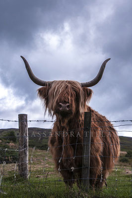 A highland cow. I particularly love the drool hanging out of his mouth. Handsome fella. Scotland.