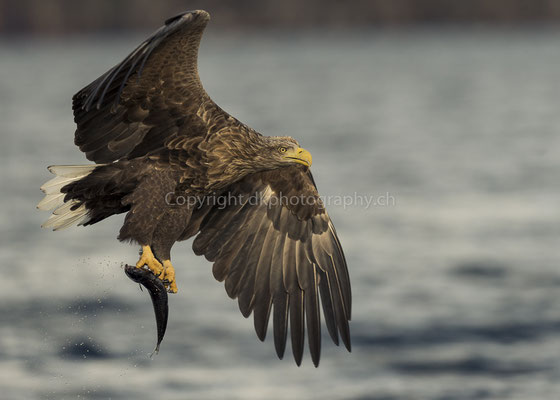 Seeadler 11 (Haliaeetus albicilla), aufgenommen in Norwegen Bild-Nummer: 182