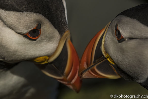 Papageitaucher (Fratercula arctica) im Zwiegespräch, aufgenommen in Wales. Bild-Nummer: 337
