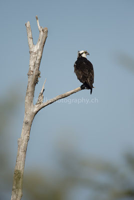 Fischadler (Osprey, Canada) Bild-Nummer: 106