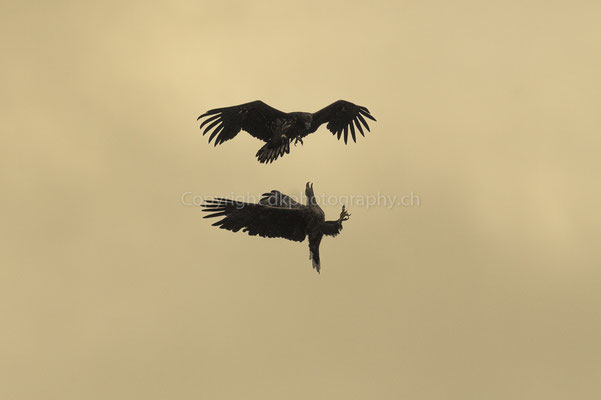 Seeadler 21 (Haliaeetus albicilla), aufgenommen in Norwegen Bild-Nummer: 211