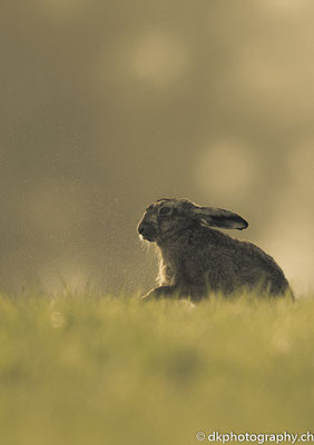 Feldhase 2 (Lepus europaeus), aufgenommen in Deutschland. Bild-Nummer: 309