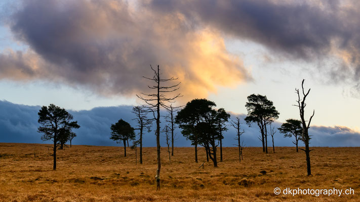 Savannenlandschaft, Irland